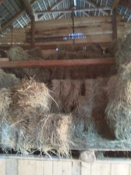 Vând otava  și fan de caltate