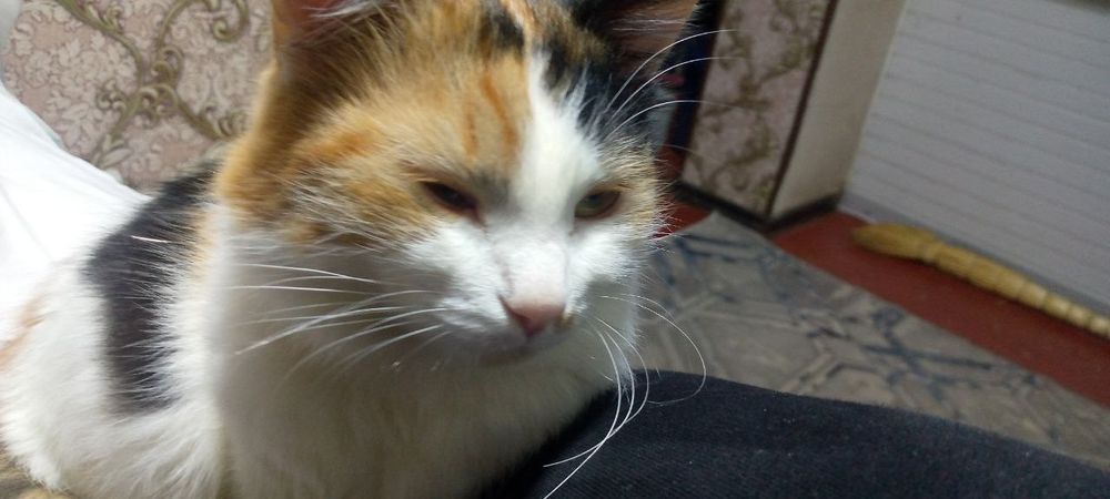 4-yanvar kuni Chirchiq bozorida kim sotvogan bosa manga tel qilila