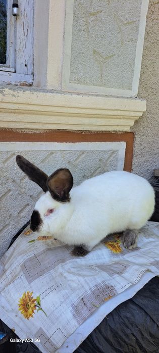 Vand Iepuri Urias de Transilvania