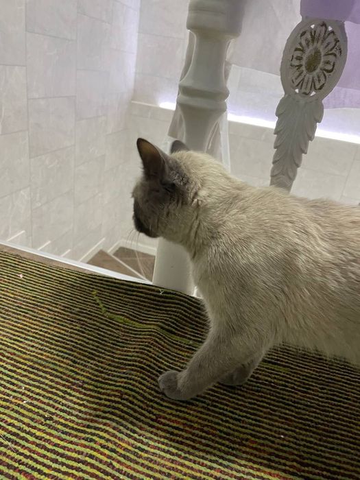 Spermadagi eski tukli mushuklar