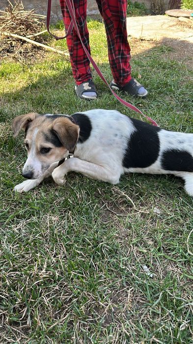 Очень добрые собачки