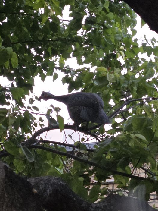 Сесарики иккита сотилади