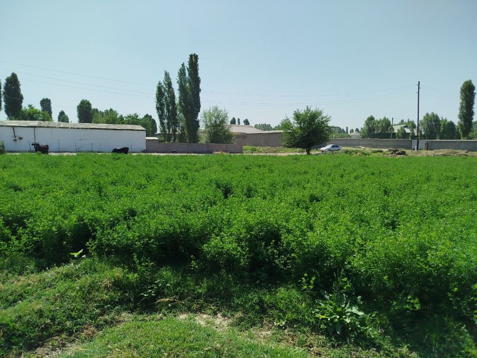 Dakimitlatini oʻzimiz qilib beramiz