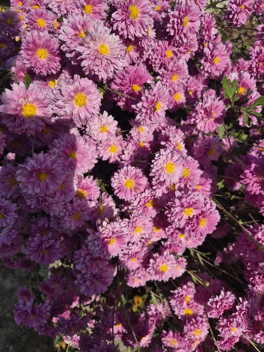 Хрезонтемы 300 ветка на букет
