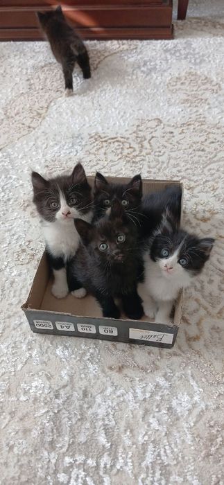 Отдаю Даром котят в добрые руки!