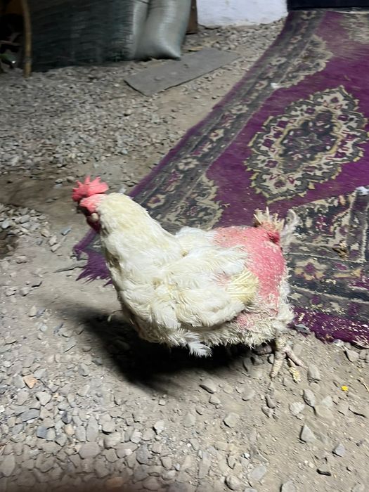 Продам бройлерных кур