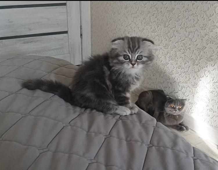 Продам шотландских котят