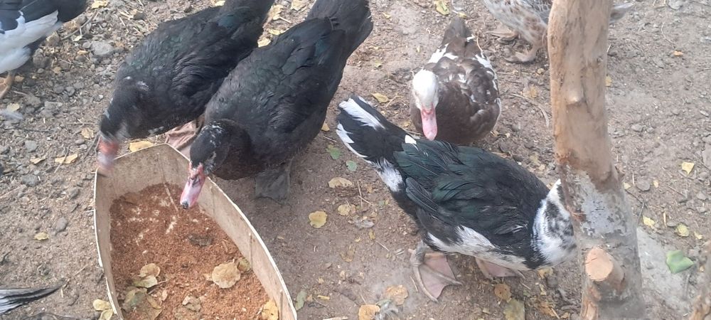 Индоутки срочно мо