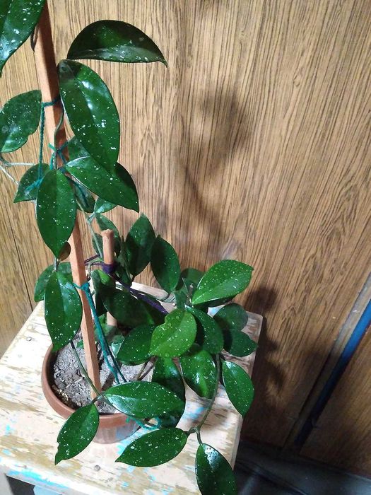 Продам комнатный цветок: Зацвевшую ГЛОКСИНЕЮ! - под пересадку.