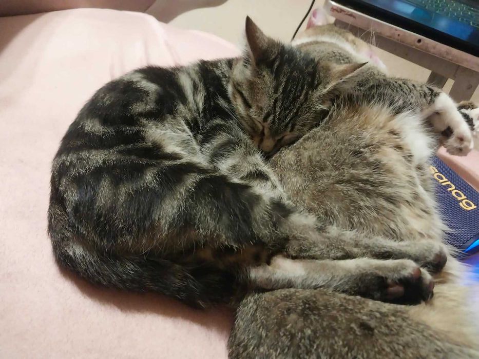 Котёнок-девочка окрас дымчатый