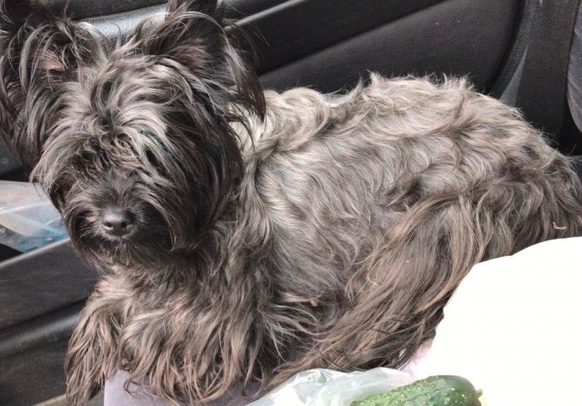 Потерялась Бэтти