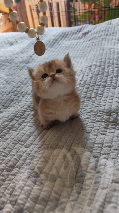 Милые маленькие манчкины