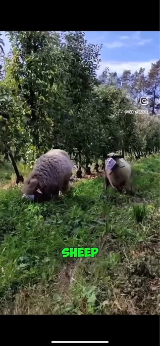 Намордник для баранов