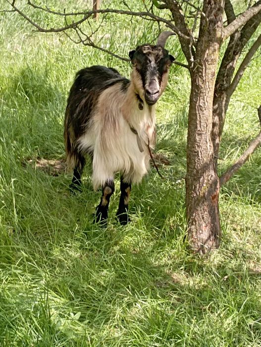Capra cu 2 iezi (ied  si iedută)