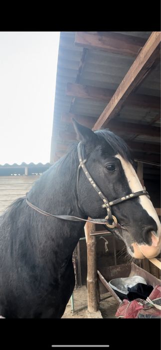 Айгыр сатылады!