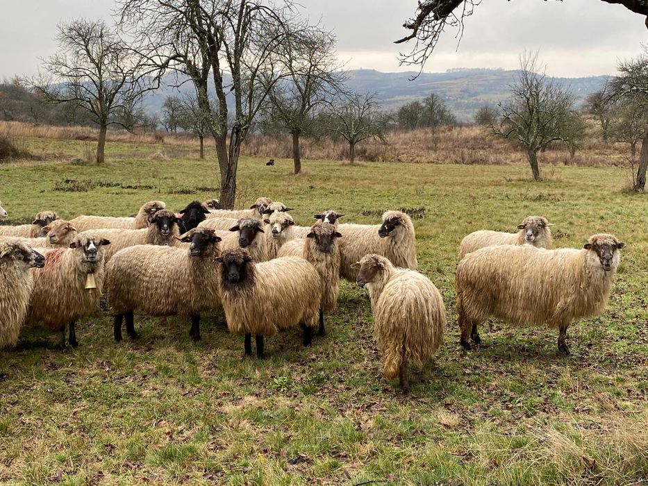 Vind oi informati.la numerele de telefon