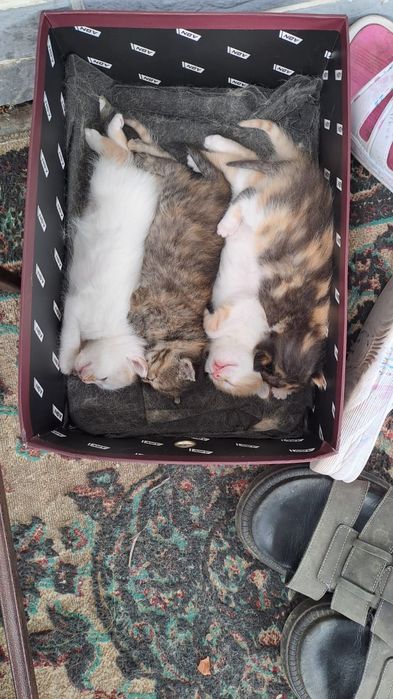 Отдам котят в добрые руки