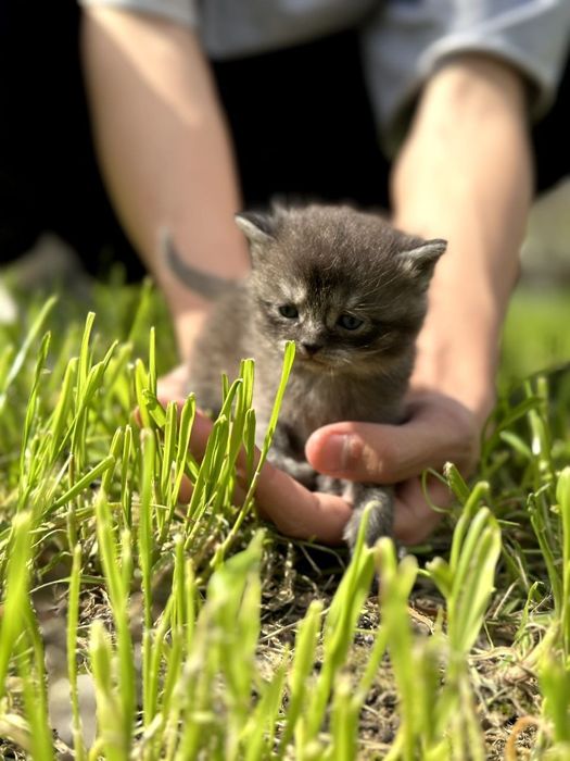 Prodayotsya shatlanskiy kotyonok chyorniy dimchatiy okras  600.000