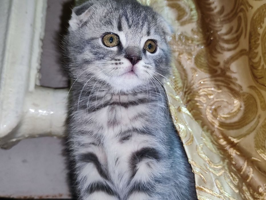 Породистые котятки