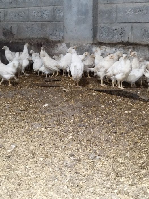 Сенди жожалари 2ойлик