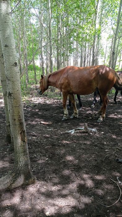 Продам Кобылу Рыжую
