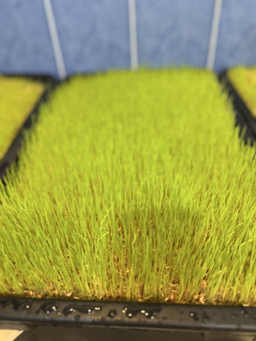 Gidroponika undurilgan bugdoy zakazga