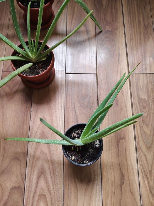 Комнатные цветы алоэ