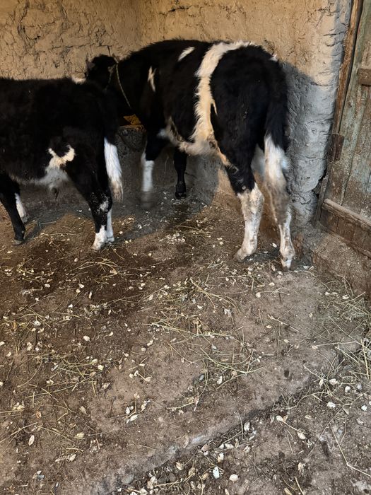 Еркек Огіз Сатылады