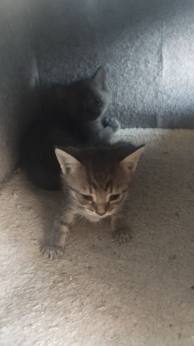 Отдам котят в хорошие руки