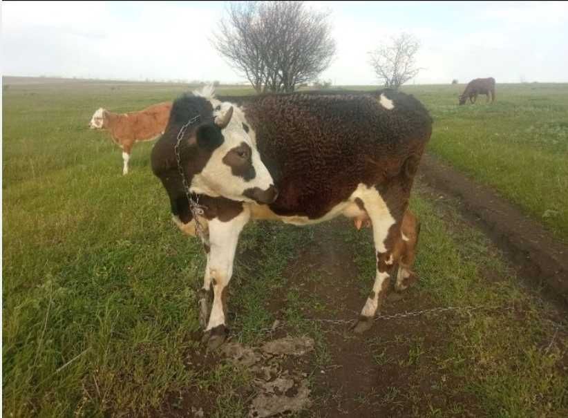 Продам очень добрые коровка