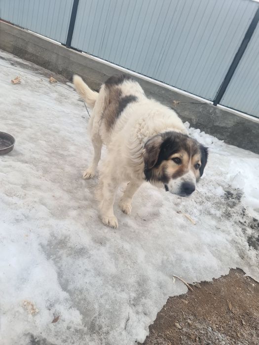 Собака қазақы төбет