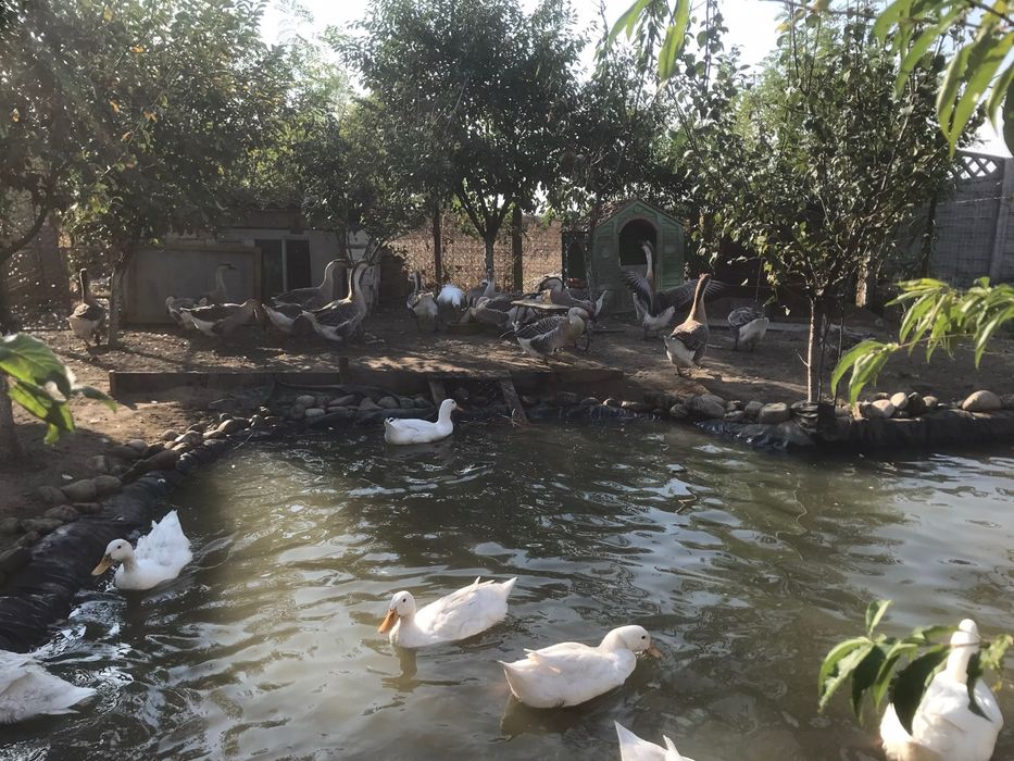 Rațe si rațoi pekin