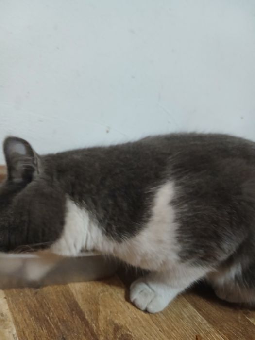 Mushuk sotiladi scottish strayt