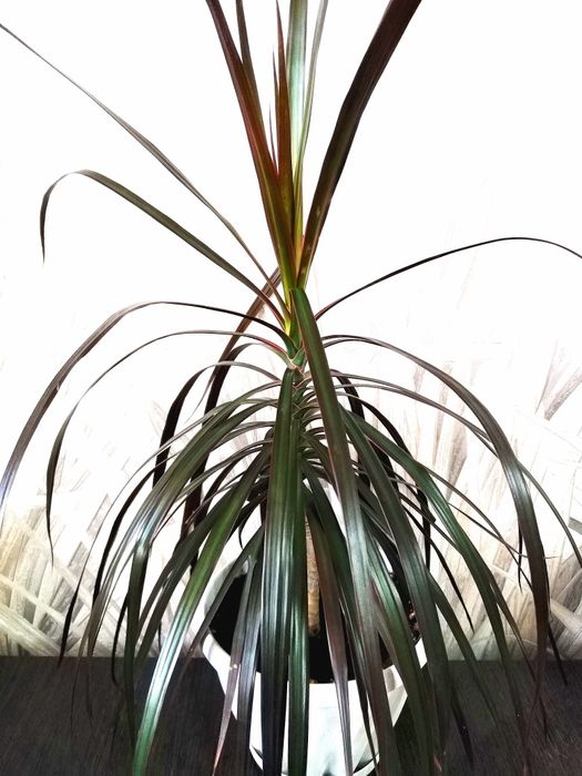 Продам комнатный цветок Драцена