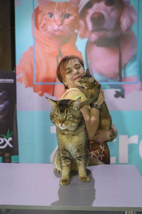 Резерв котят от элитных призводителей