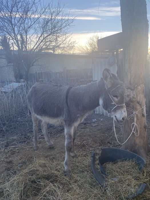 Айғыр ешек сатылады