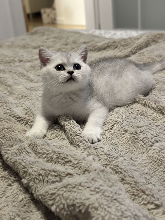 Pisica british silver shorthair