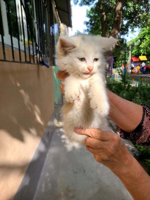 Маленький котёнок ДЕВОЧКА
