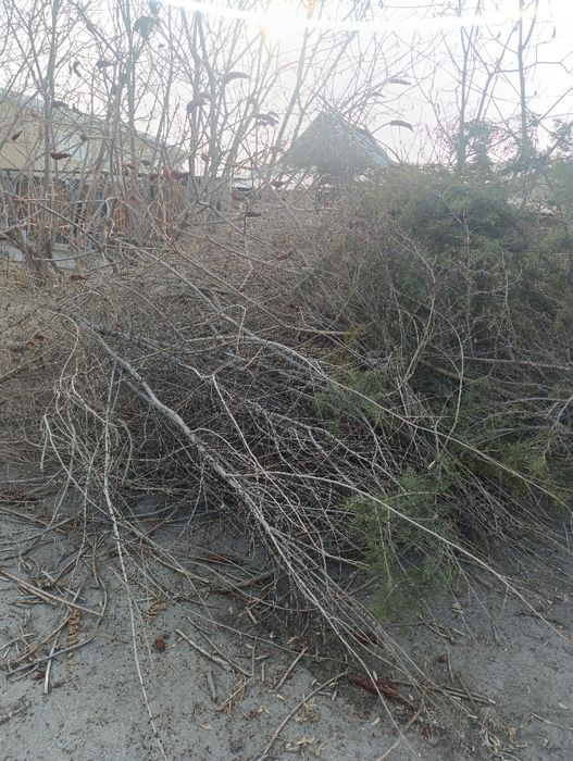 Отдаются бесплатно самовывоз