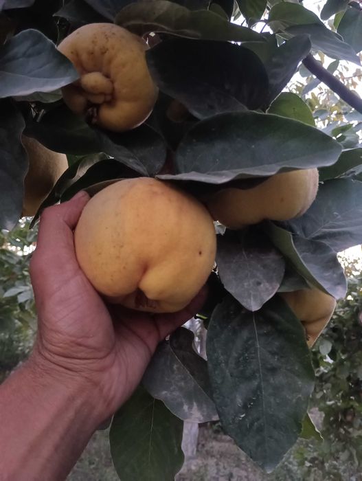 Бехи кучатлари дехкондан биринчи Кул.