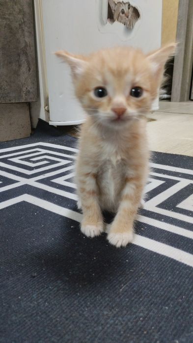 Отдам котят бесплатно