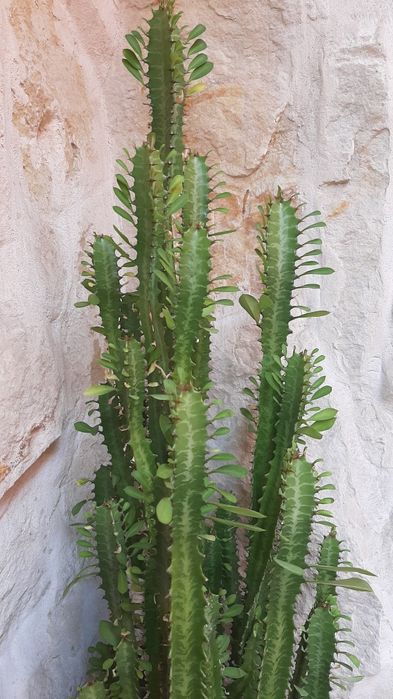 Cactus Euphorbia 130cm