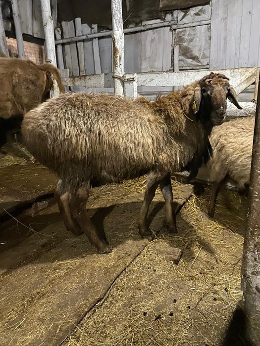 Кошкар производитель 2.5 года