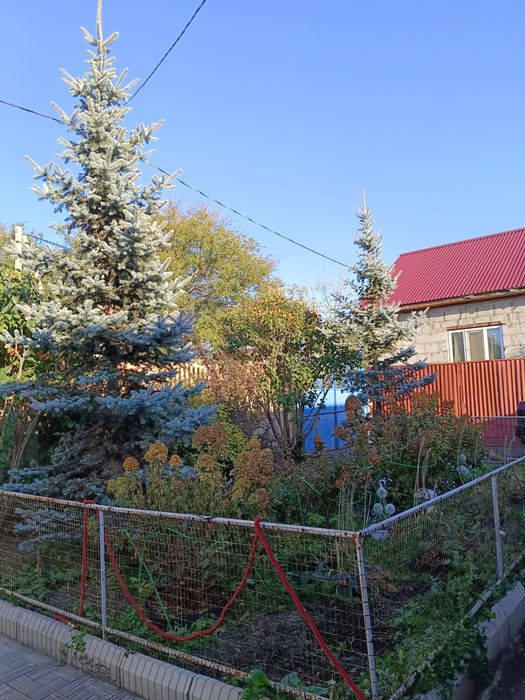 Ели голубые hооpsii