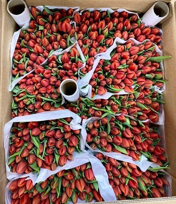 Голандские тюльпаны оптом