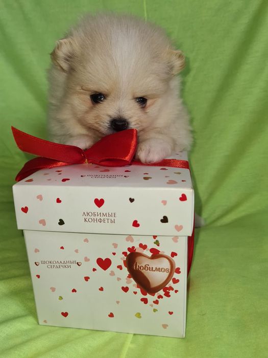 Продам щенков шпица,прекрасный подарок