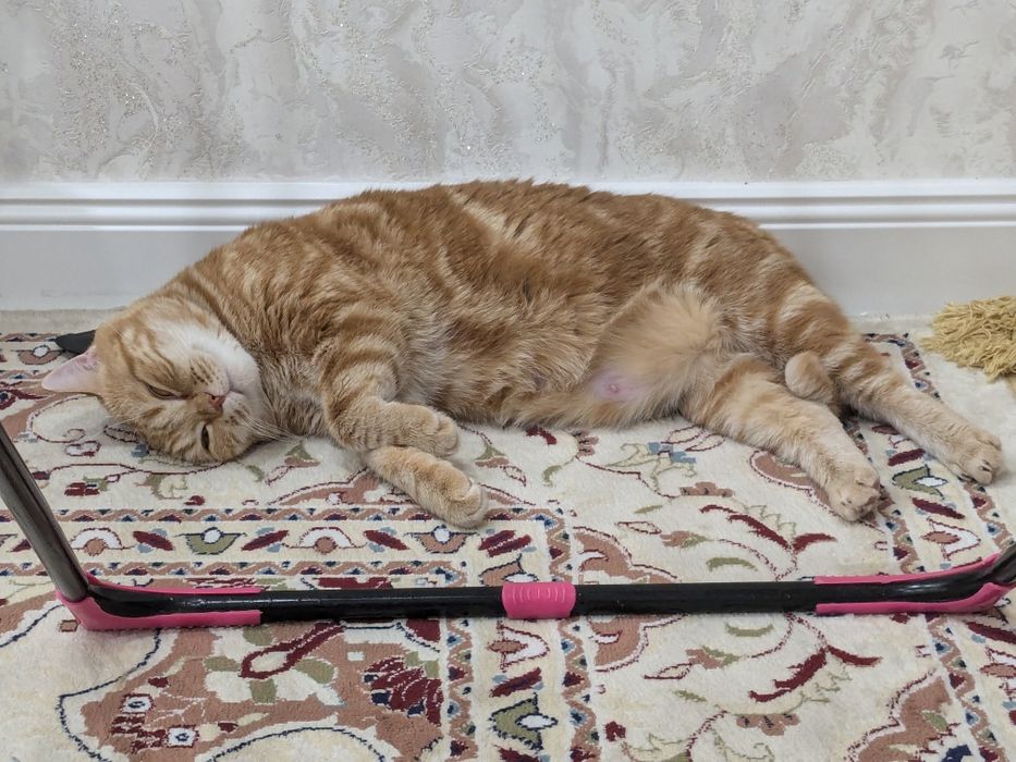 Отдам кошку в добрые руки