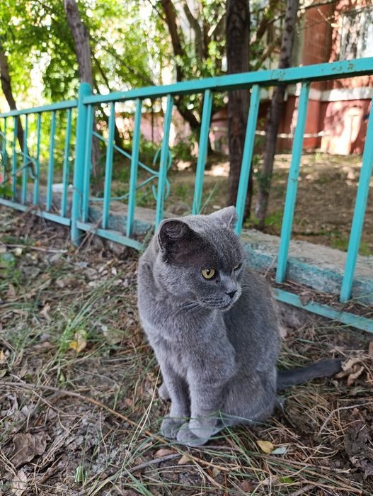 Котик в добрые руки