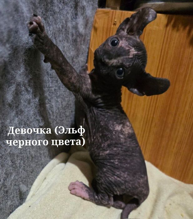 Котята Сфинксы !