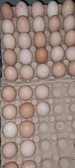 Ouă pentru incubat – mixt gospodăresc